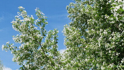 Branches of blooming apple tree in mid-summer on the background of sky. White flowers on branches of an apple tree sway in the wind in summer.