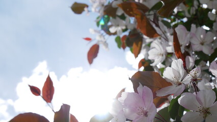 Branches of blooming apple tree in mid-summer on the background of sky. White, red and pink flowers on branches of an apple tree in summer.