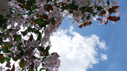 Branches of blooming apple tree in mid-summer on the background of sky. White, red and pink flowers on branches of an apple tree in summer.