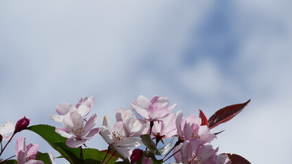 Red, pink and white flowers on branche of an apple tree in summer. Flowering plants in the park.