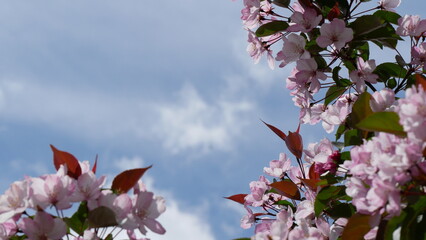 Red, pink and white flowers on branche of an apple tree in summer. Flowering plants in the park.