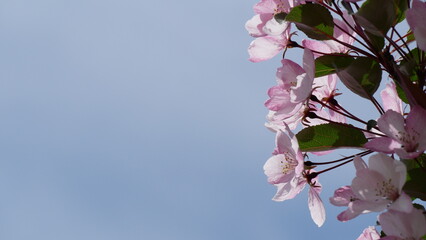 Red, pink and white flowers on branche of an apple tree in summer. Flowering plants in the park.