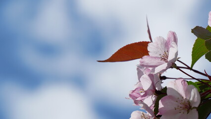 Red, pink and white flowers on branche of an apple tree in summer. Flowering plants in the park.