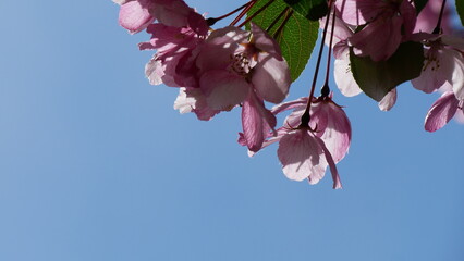 Red, pink and white flowers on branche of an apple tree in summer. Flowering plants in the park.
