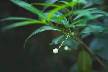 Fototapeta na wymiar planta con hojas verdes
