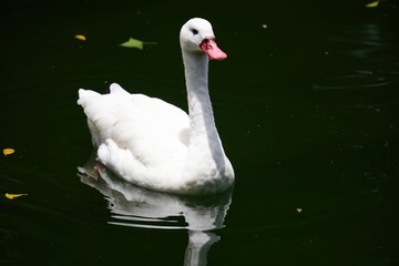 Scenic view of a white coscoroba swan swimming in the water in Kowloon Park, Hong Kong © Ted17/Wirestock Creators