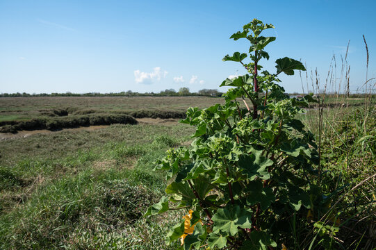 Reserve narurelle nationale du Domaine de Beauguillot ; Parc des marais du cotentin ; Baie des Vays