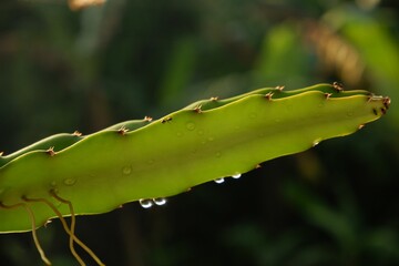 Closeup of an ant walking on a green Lepismium leaf covered with waterdrops