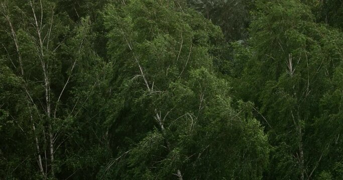Strong Wind Shakes Trees. Concept Of Power. Raging Wind Bends Trees. Stormy Wind. Nature Power. Energy Of Nature. Very Strong Wind.