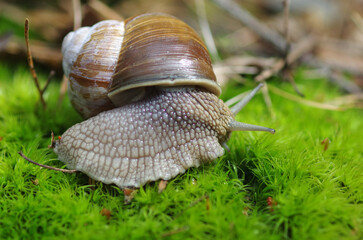 Snail crawls on green moss