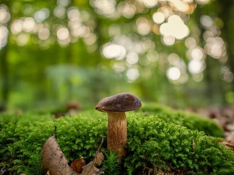 Imleria Badia The Bay Bolete