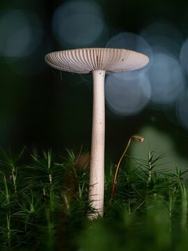 Amanita fulva, the tawny grisette mushroom