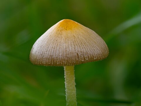 Bolbitius titubans mushroom
