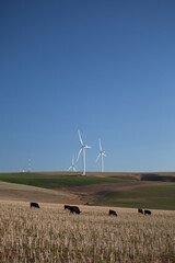 Wind turbines near Caledon, Western Cape, South Africa.