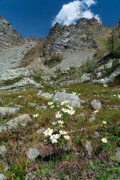 Vertical shot of beautiful alpine anemone flowers in a field