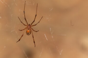 Closeup shot of a brown widow spider