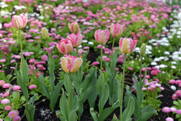 Multicolored tulips in the garden