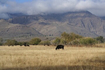 Scenic view of black cattle grazing on a field of dried grass against mountains in clouds