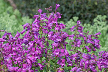 Purple Penstemon 'Purple and White' in flower.