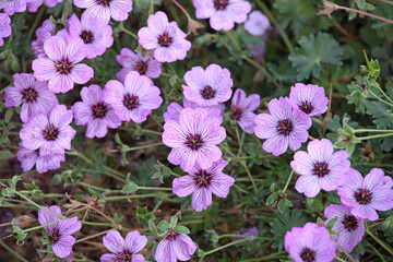 Geranium cinereum 'Ballerina' in flower.