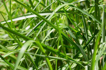 Fresh green grass with dew drops close up. Water driops on the fresh grass after rain.