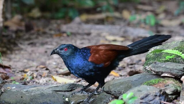 greater coucal bird walking