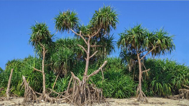 Beautiful Pandanus tectorius tree on a sandy beach against a blue sky