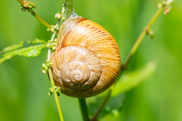 Snail Helix pomatia on the stem of a plant in the garden on a sunny day, selective focus.