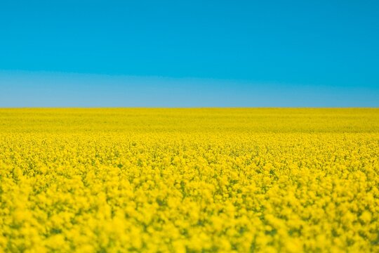 Field of colza rapeseed yellow flowers and blue sky,  agriculture concept