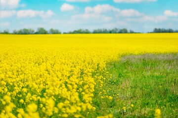 Obraz premium Field of colza rapeseed yellow flowers and blue sky, agriculture concept