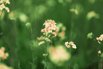 Field of colza rapeseed yellow flowers and blue sky,  agriculture concept