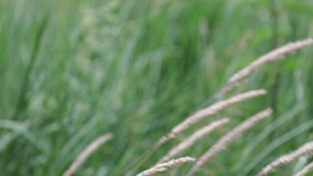 Closeup of phragmites grass moving from being blown by the wind