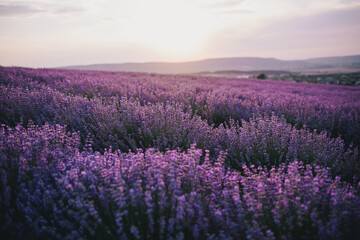 Fototapeta na wymiar Close up lavender flowers in beautiful field at sunset.