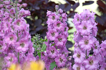 Obraz premium Lilac Delphinium 'Juliette' in flower