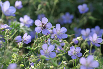 Hardy geranium 'Blue Cloud' in flower.