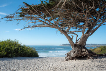 Fototapeta premium carmel, carmel by the sea, carmel beach, monterrey, california, 