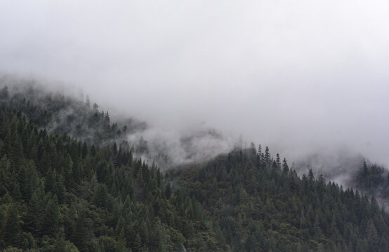 pacifica, woods, forest, pines, california, fog, misty, mist, san francisco, © mariaflorencia