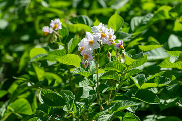 Kartoffelpflanze | Bl&uuml;te