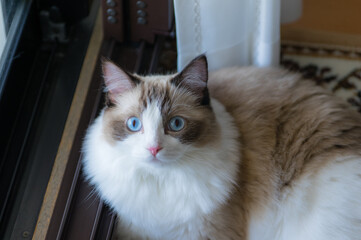 MY PET YUKI (ラグドール)