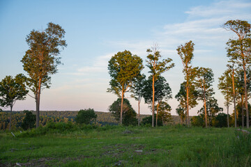 Obraz premium Natural light dusk trees isolated on beautiful sky background