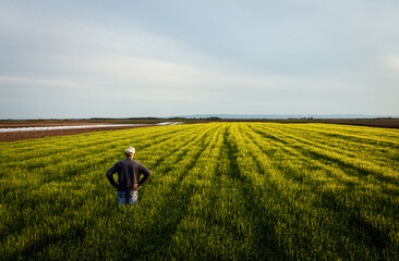 Fototapeta na wymiar Rear view of senior farmer standing in barley field examining crop.