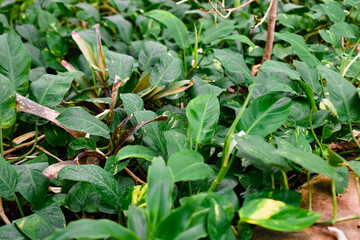 green leaves of home plants on terrarium 