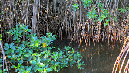 Mangrove Forrest in South Florida