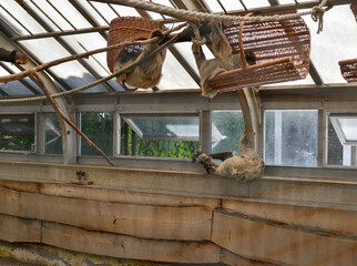 sloth in zoo © Victoria