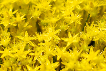 Curative plant used in homeopathy yellow St. Johns wort flowers, sedum acre, or acrid stonecrop, growing large bush in the field, close-up. High quality photo