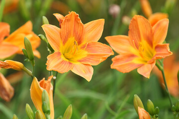 Fototapeta na wymiar Hemerocallis day lily 'Banbury Cinnamon' in flower.