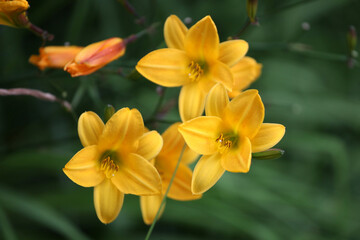 Samll Yellow daylilies in flower