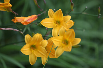 Samll Yellow daylilies in flower