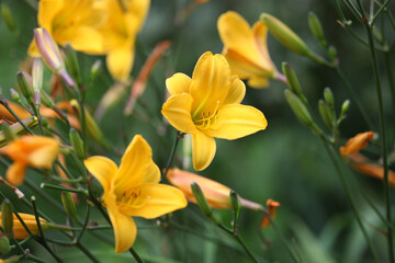 Obraz premium Samll Yellow daylilies in flower