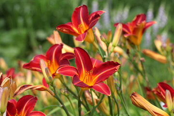 Hemerocallis day lily 'Cynthia Mary'